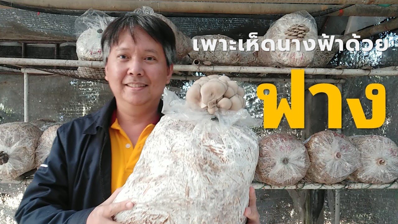 วิธีเพาะเห็ดนางฟ้าด้วยฟาง (Growing mushroom on straw) Farm Station