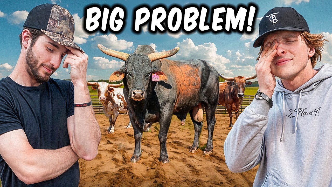 Our Best Bucking Bull Bred Our longhorns…