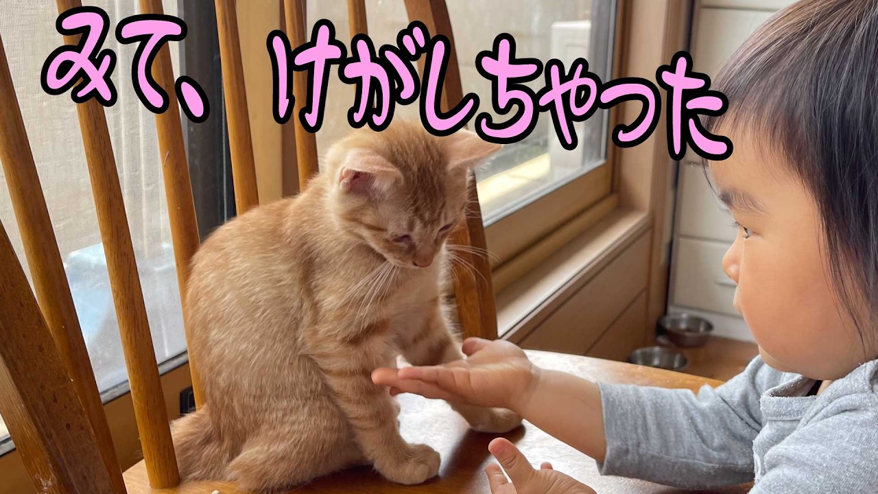 【ナニコレ？】少女が子猫にこっそり相談中…？その姿に悶絶。｜職業かわいい〜GONZOちゃんねる〜