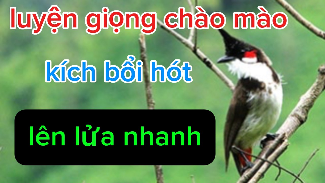 chào mào hót sáng kích chim bổi hót | luyện giọng chào mào