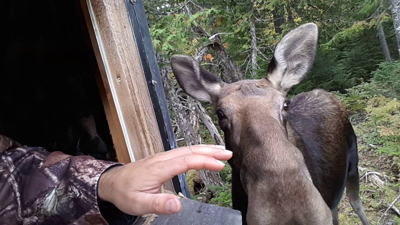 Rencontre avec une femelle très curieuse! (Chasse à l'Orignal, Gaspésie 2016)