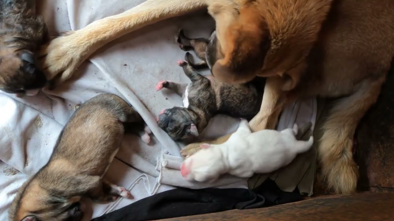 The Purest Love: Watch a Mother Dog Care for Her Puppies 🐶💕