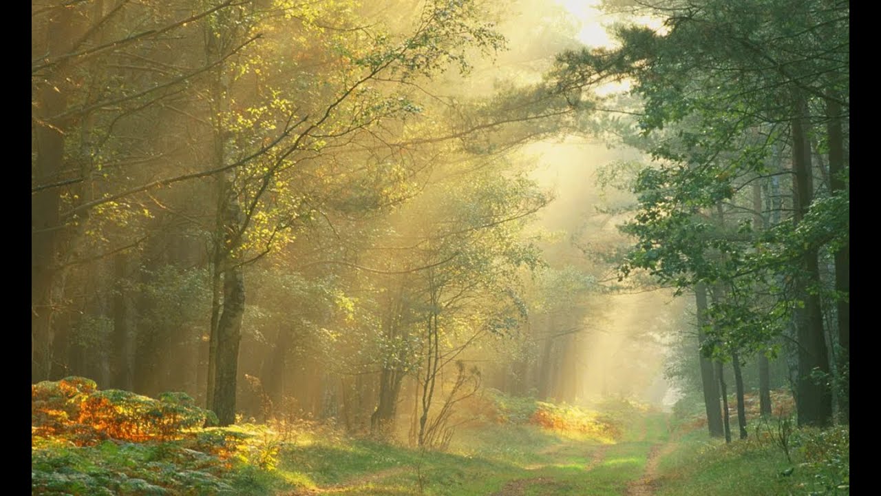 2h NatureSounds Meditation Sommerabend Flusswald RiverForest Vogelzwitschern Birdsong Waldbaden Shin