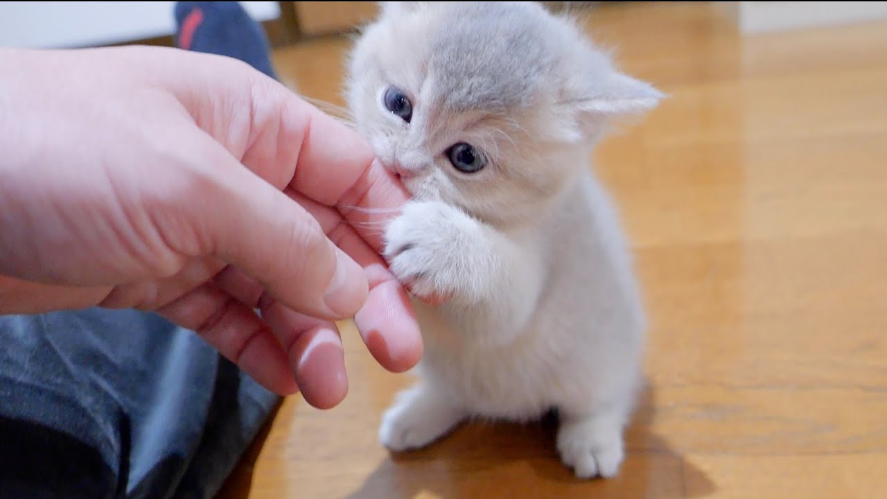 Котенок, который хочет внимания, мяукает и сразу же зовет хозяина.