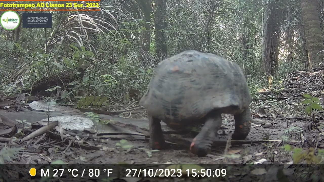 Fototrampeo AD LLANOS 23 SUR - CEDCO, 2023.