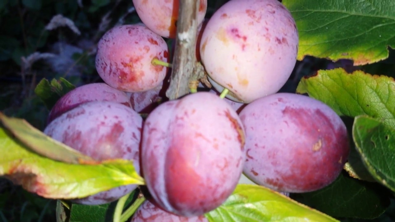 Growing Plum variety Opal: The Movie