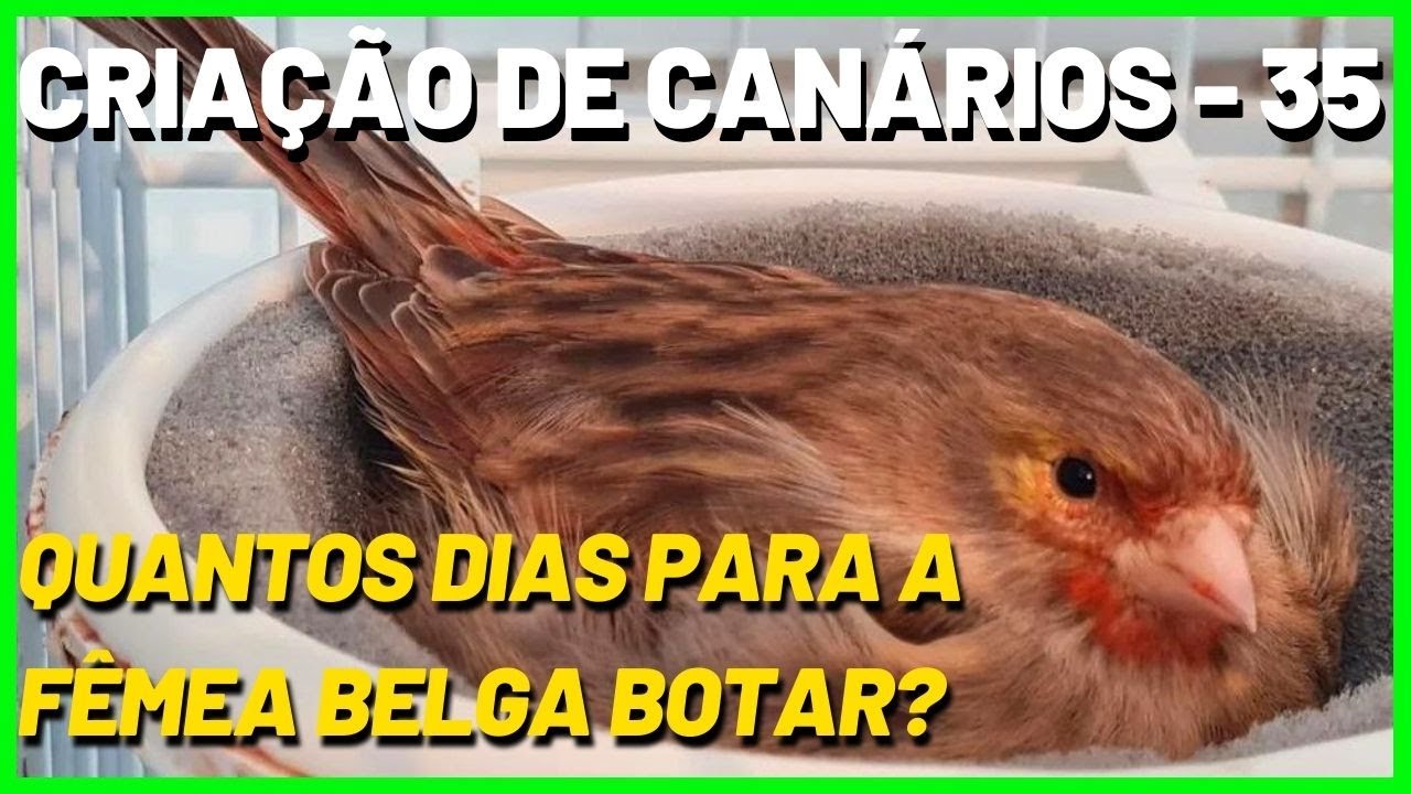 QUANTOS DIAS PARA A FÊMEA DE CANÁRIO DOMÉSTICO - BELGA BOTAR?