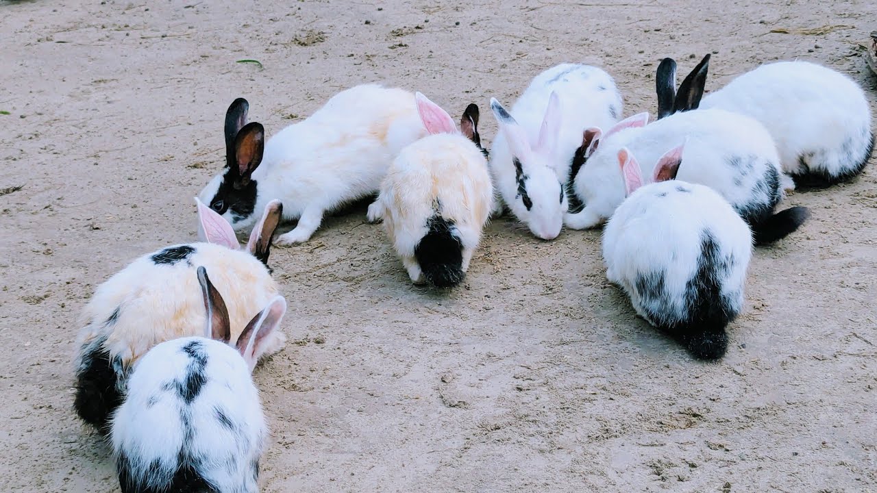 Beautiful Rabbits | Rabbits New Video | #rabbitloverunit |Animals | Bunny 