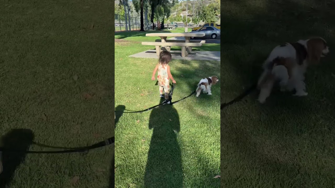 Where did time go? Now a toddler and insists on walking his #cavalierkingcharles
