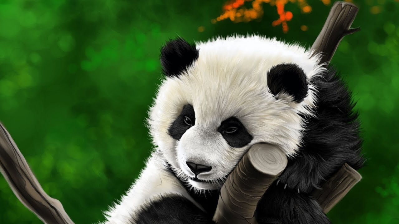 Panda and koala, wonderful music for relaxation, soul and meditation, stress relief, cleaning, trave