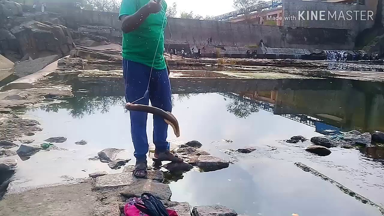 Hyderabad fish hunting, balm fish, catching in manjera dam,