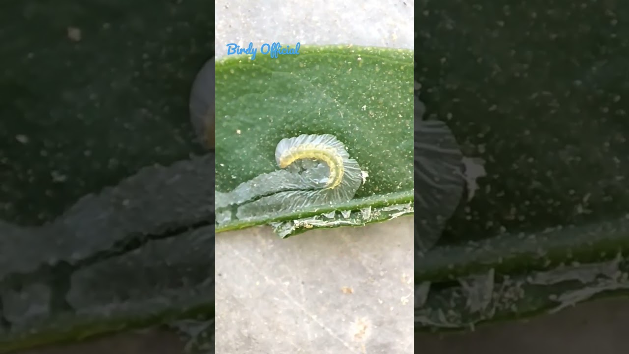 Citrus Leaf Miner Damage Timelapse #Citrus #Fruitplant