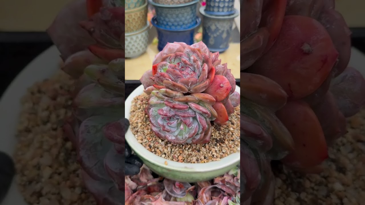 The Ultimate Succulent Care Guide 🌿 Everything You Need to Know to Keep Them Thriving