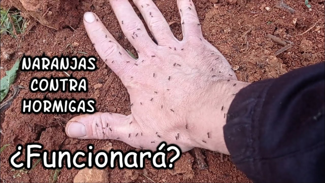 Combatir las HORMIGAS en el HUERTO. Hongo penicillium.