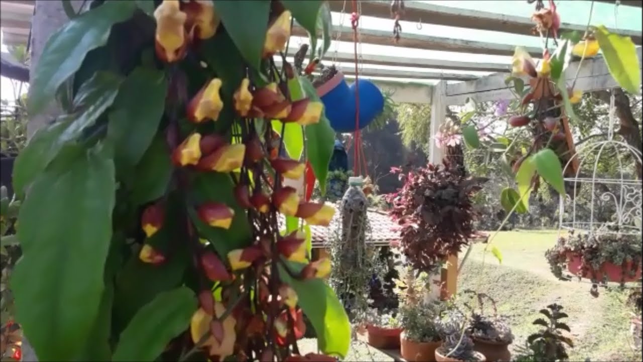 A PRIMEIRA FLORAÇÃO DO SAPATINHO DE JUDIA (MYSORENSIS) -MARÍLIA  GALDINO -MORIÁ PLANTAS.