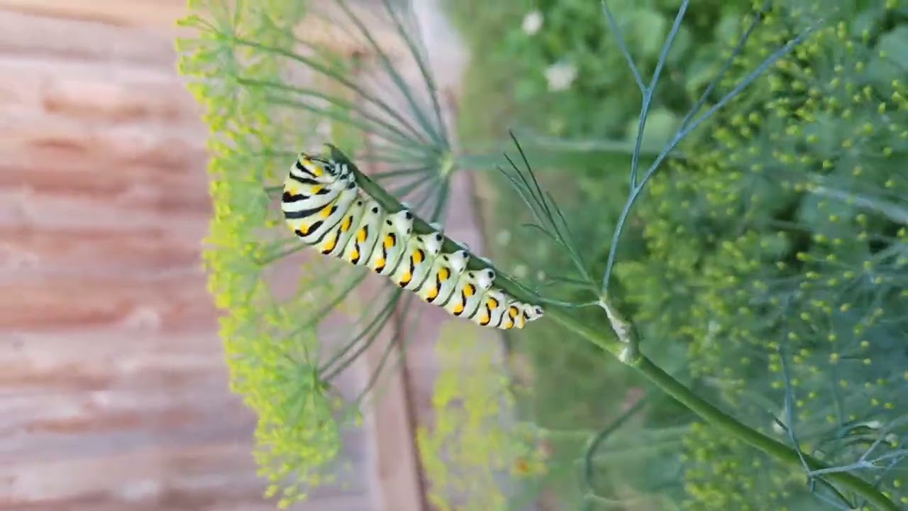 Fascinating Mother Nature! We must protect our pollinators.  Our lives depend on them. 