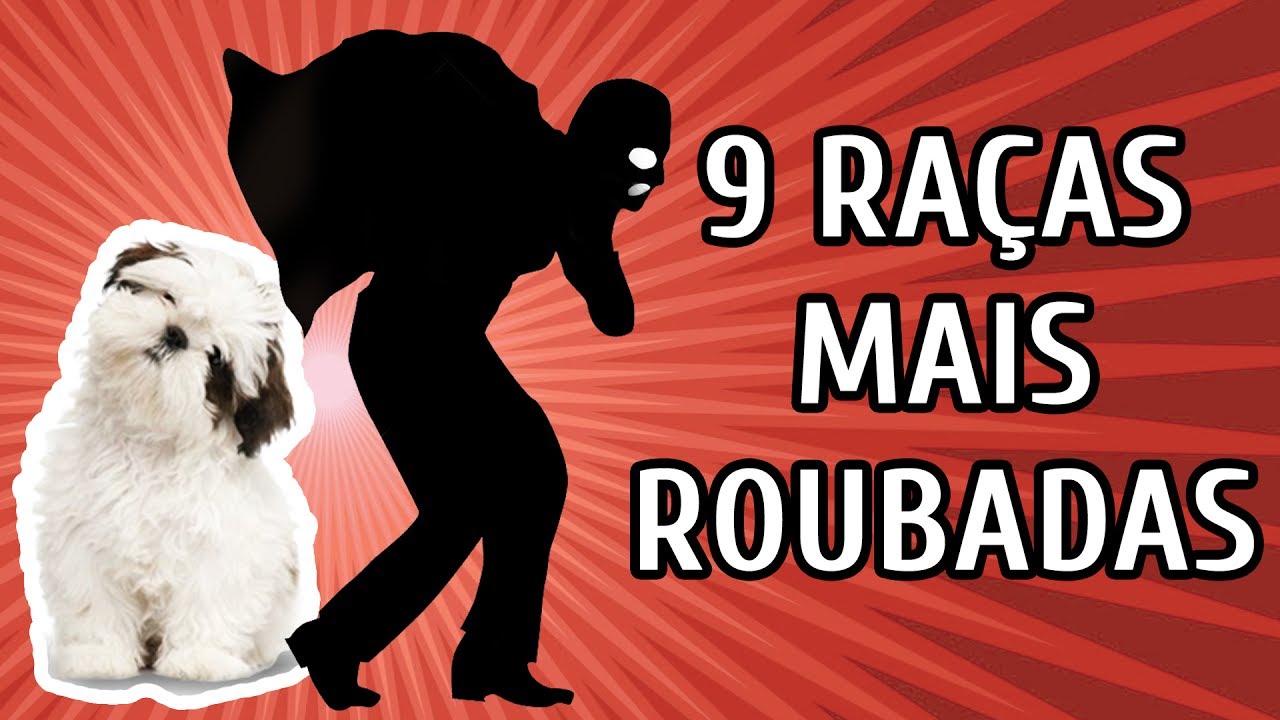9 RAÇAS DE CACHORRO MAIS ROUBADAS - E COMO EVITAR