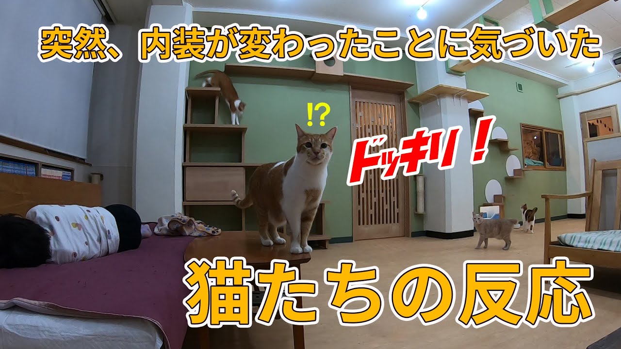突然、内装が変わっていることに気づいた猫たちの反応は如何に。#猫 #保護猫 #保護猫カフェ #ドッキリ
