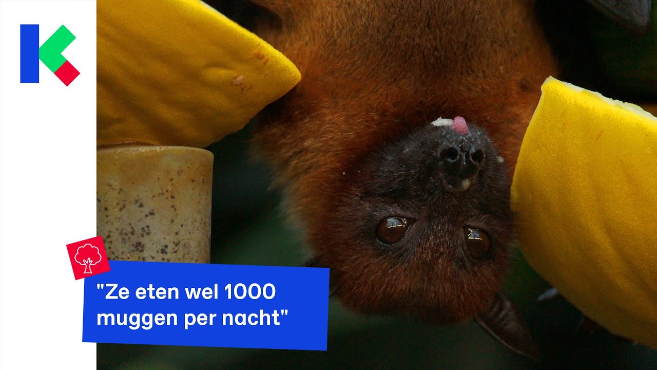 Vleermuizen chillen graag op zolder en dit is waarom