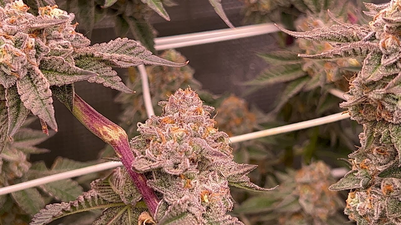 Growing With UV & IR With Kind Led X420