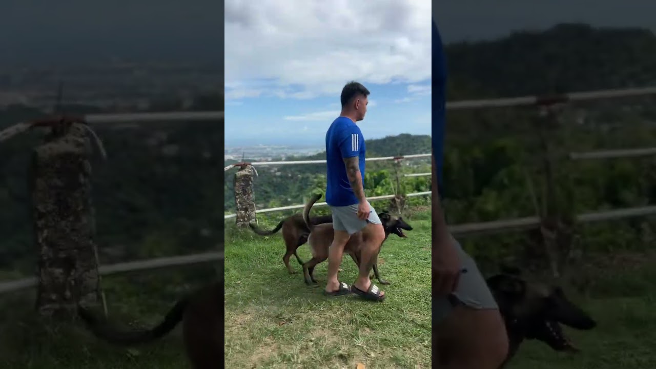Anong edad dapat simulan ang training ng mga aso??