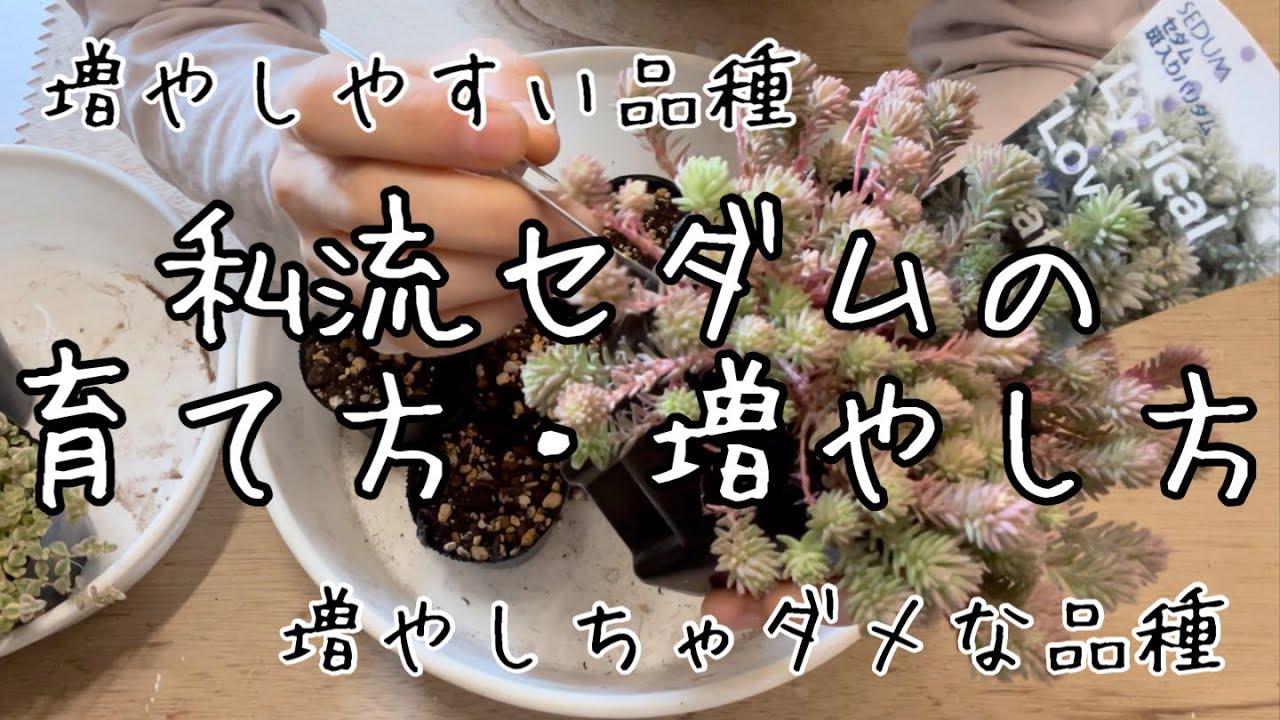 【多肉植物】セダムの増やし方春〜夏