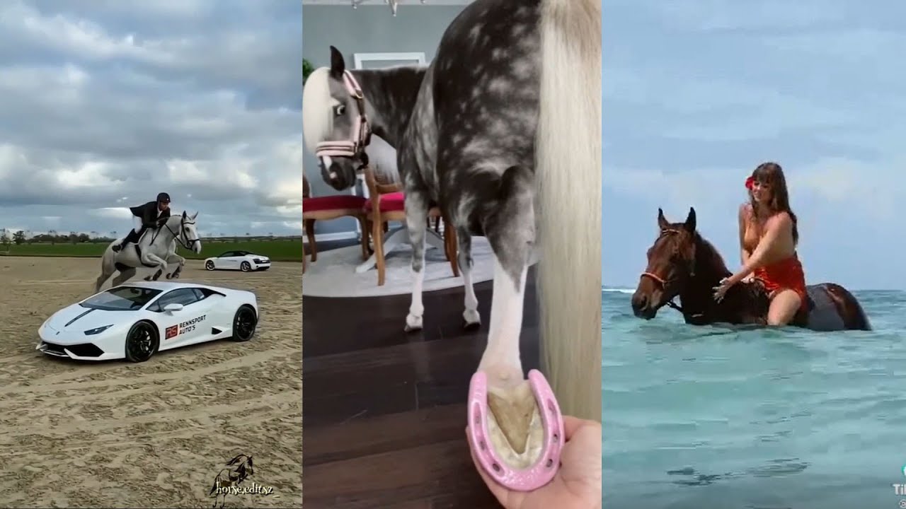 Horse Videos That Went Viral! #25