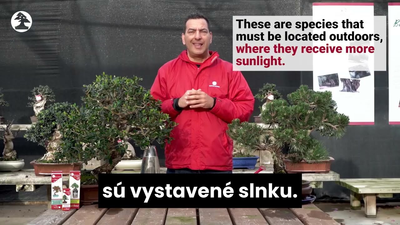 Mistral Bonsai - Z&aacute;kladn&aacute; starostlivosť o v&aacute;&scaron; bonsaj v exteri&eacute;ri