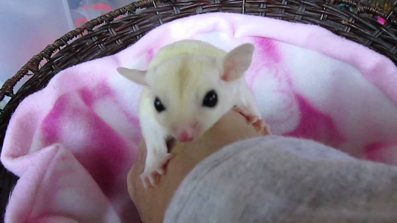 Leucistic Sugar Glider 