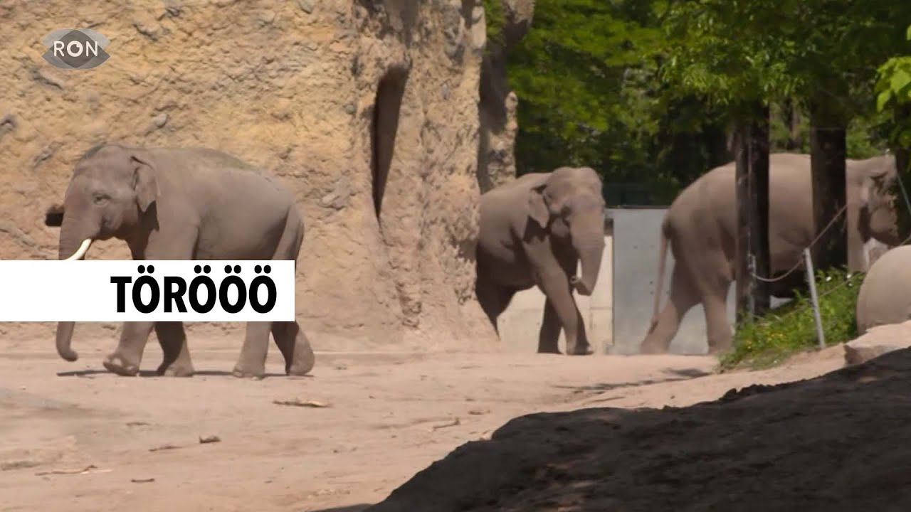 Elefanten-Experten im Heidelberger Zoo | RON TV |