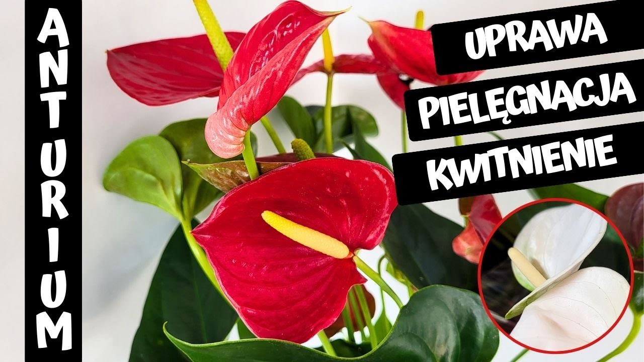 Anturium – pielęgnacja i uprawa. Dlaczego Anturium nie kwitnie? ❤️❤️❤️