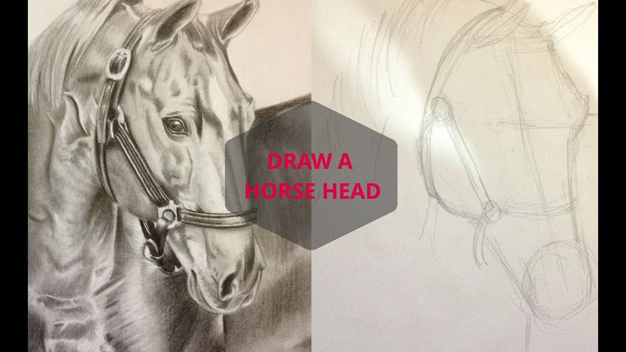 DRAWING A REALISTIC HORSE HEAD WITH PENCIL | REALISTIC HORSE DRAWING | VIDEO ART DRAWING