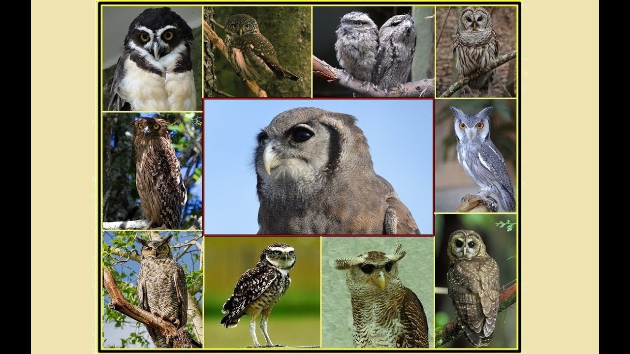 Aves de la noche del mundo.Sonidos