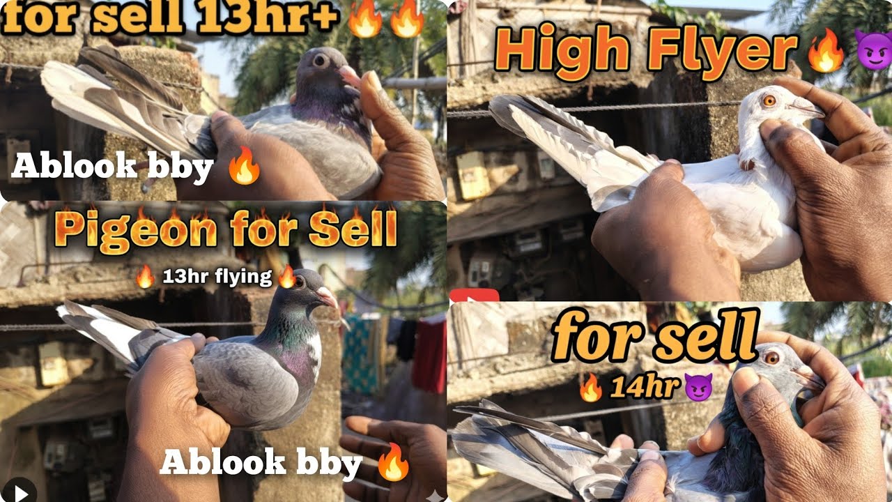 Ablook bby for sell 🔥🚀 maddrasi for sell all high flyer 😈
