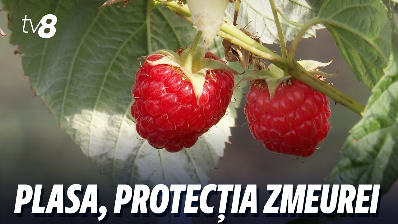 Plasa, protecția zmeurei. Plasa deasupra plantațiilor o apără de razele solare