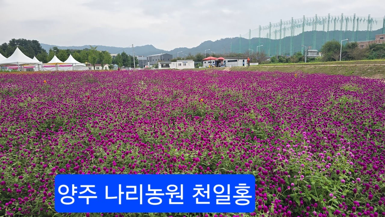 2025.9.16.양주 나리농원 천일홍 꽃밭 가을 나들이