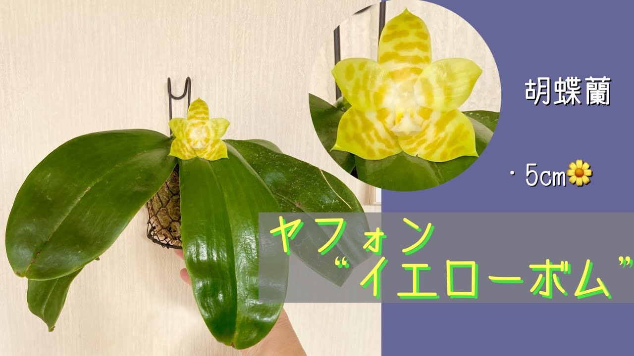 2026年1月11日　胡蝶蘭　ヤフォン “イエローボム”　去年は1月と9月に開花🌼　5cmの花で2カ月咲いている　花と葉に光沢がありとても綺麗　