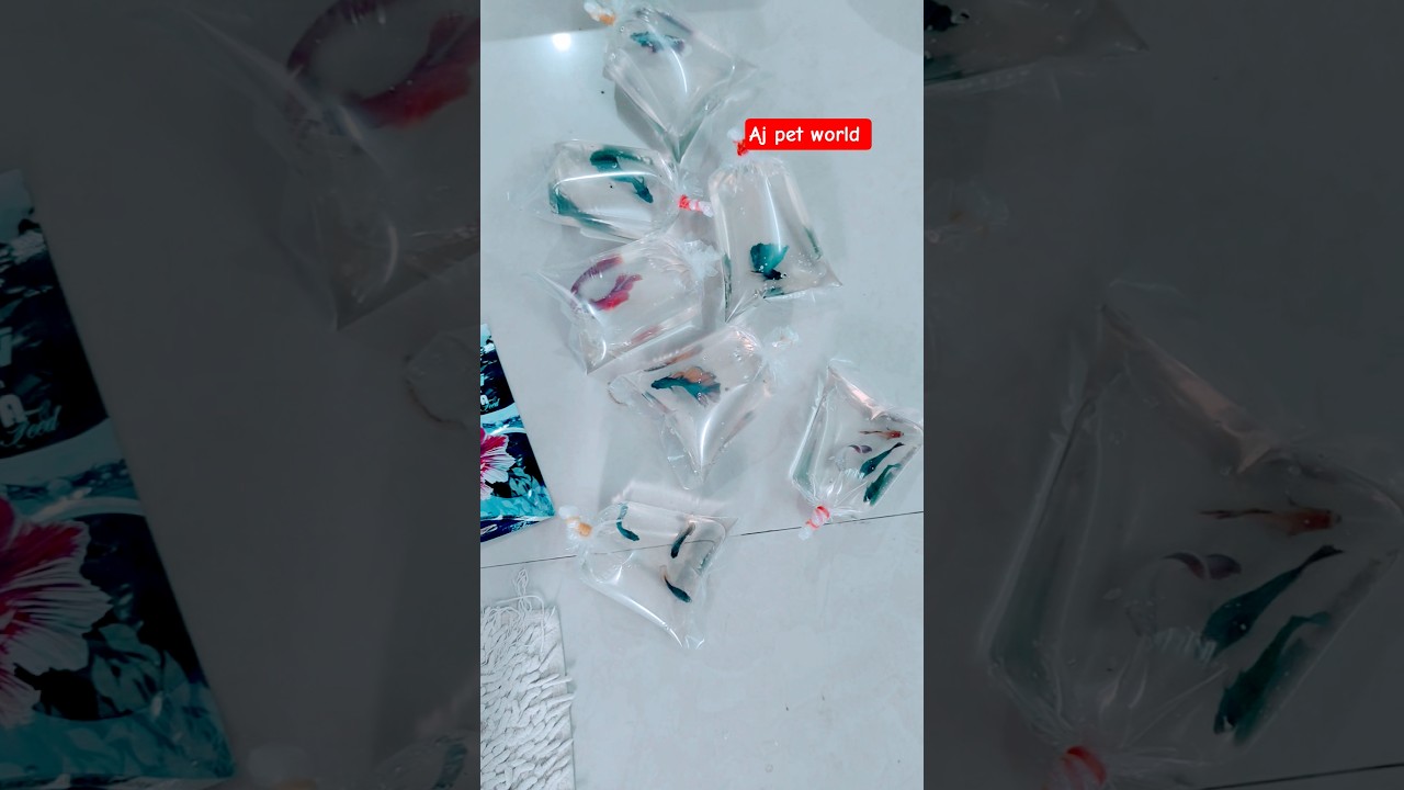 Local Delivary || bettas available #betta #bettafish #sale #aquarium #bettafry #guppy #telugu #fish