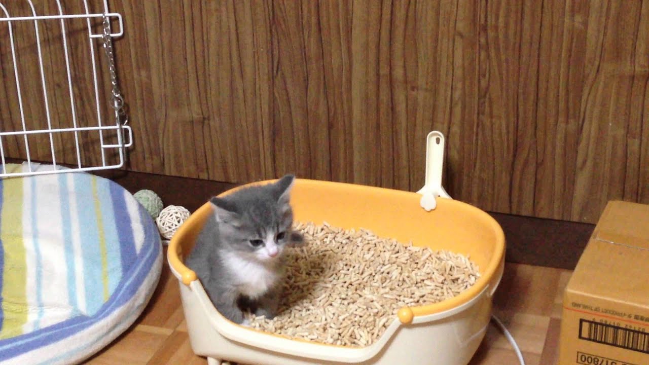 捨て猫蕎麦保護日誌No.17 初めての一人うんち
