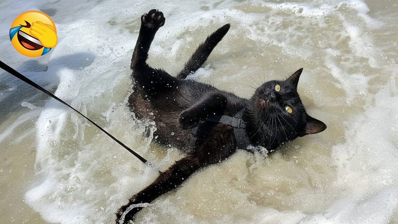 Best Of The Funny Animal Videos 🦴😺 The Funniest Dog Moments Compilation 😹