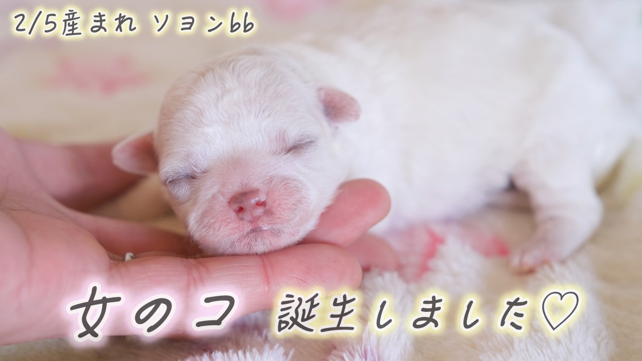 【韓国ビション　仔犬】2/5産まれ🍼✨ソヨンbb🐻‍❄️💛　ひとりっコ🐤女のコ🎀誕生しました🥹🙌㊗️