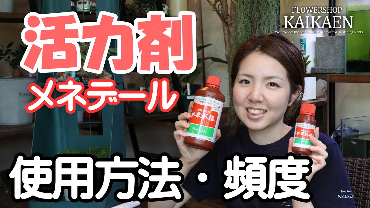 活力剤　メネデール　使用方法　使い方　頻度　100倍に薄める【おうちでガーデニング】開花園チャンネル