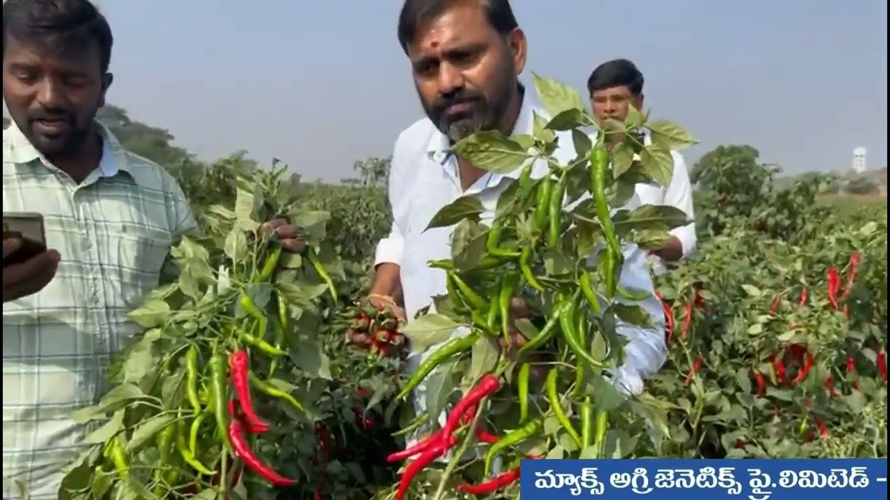 డబ్బి బ్యాడిగి లో అధిక దిగుబడులు సాధించడం మ్యాక్స్ సీడ్స్ 🌶️ఇందు 🌶️తో సాధ్యం 