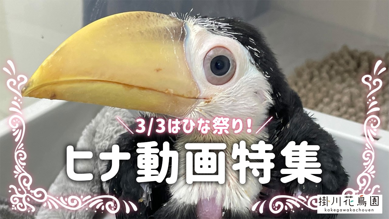 【掛川花鳥園公式】ひな祭り　ヒナ動画特集