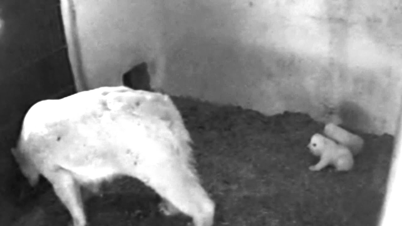 Как родились белые медведи в Зоопарке Брно