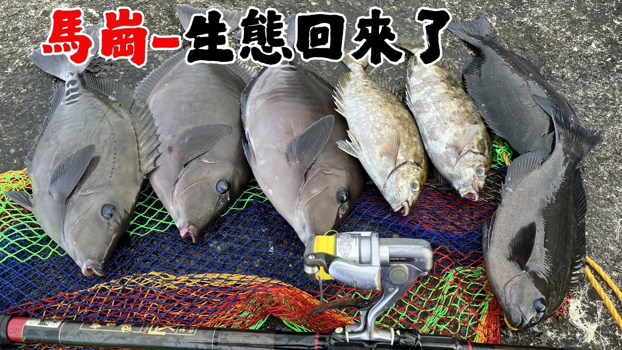 #藻餌磯釣#東北角#馬崗#口太グレ