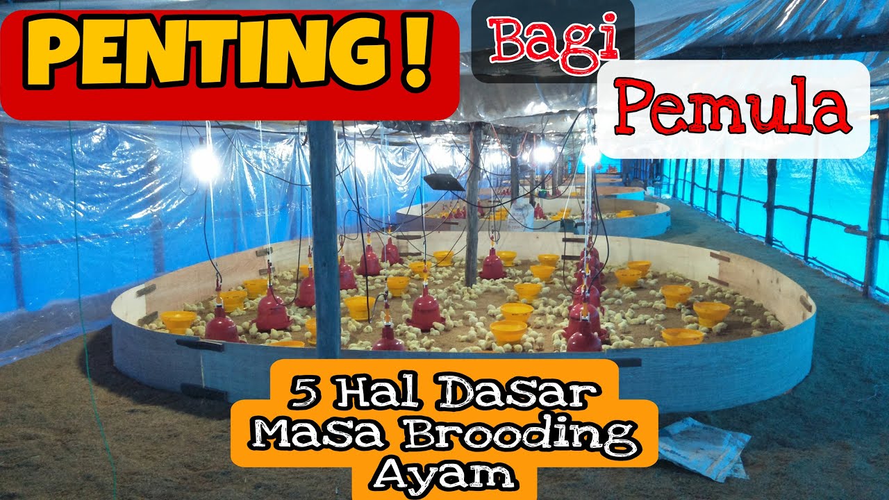 Masa brooding ayam broiler yang baik agar Pertumbuhan ayam cepat dan sehat