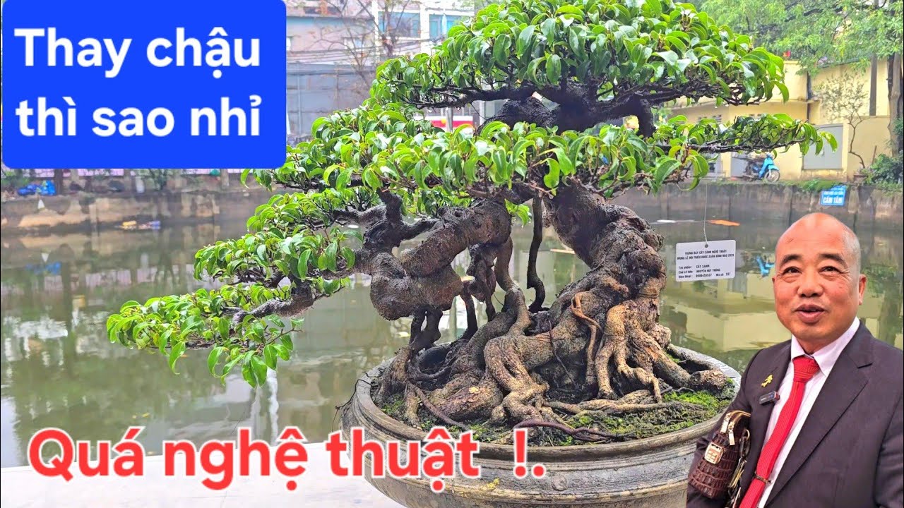 Cây đẹp quá mà ở cái chậu này. Chắc là dễ mua đây !.