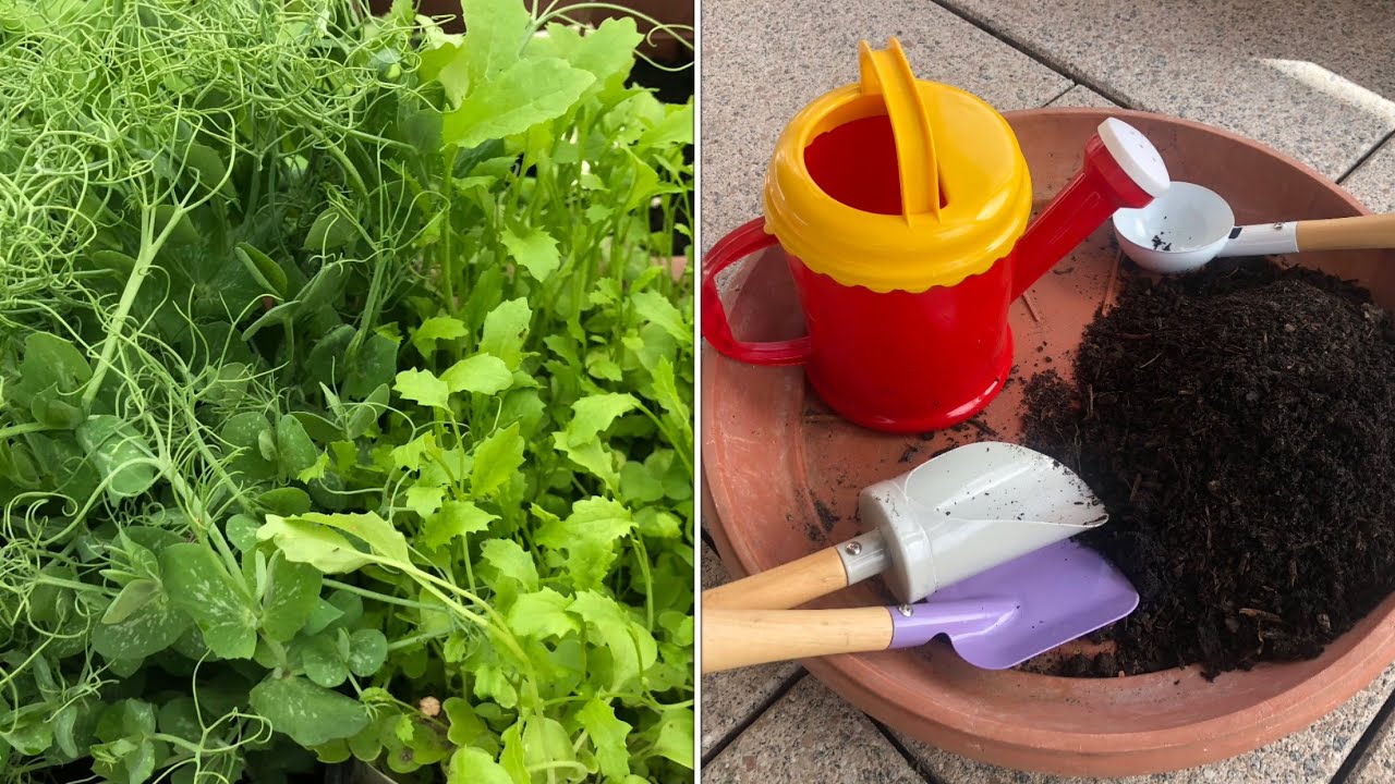 Growing Microgreens with Children
