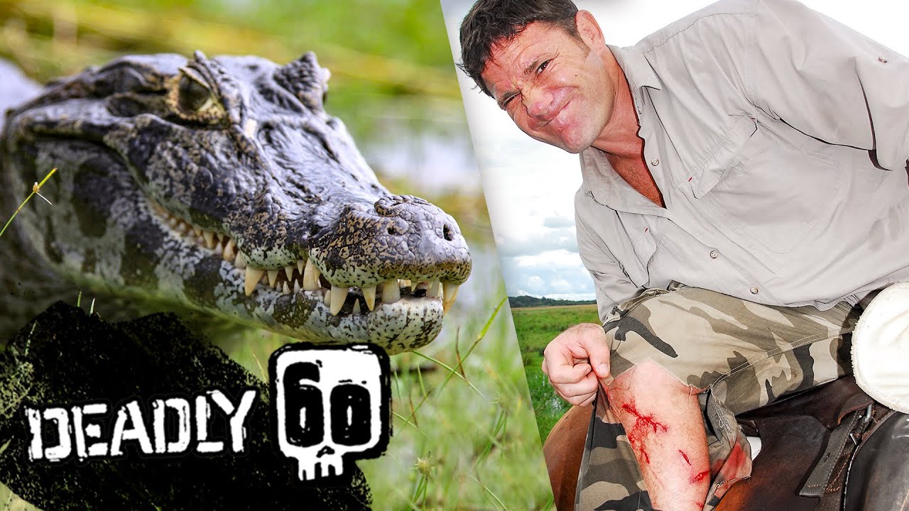 Steve Bitten by Caiman on Camera! | Deadly 60 | BBC Earth Kids